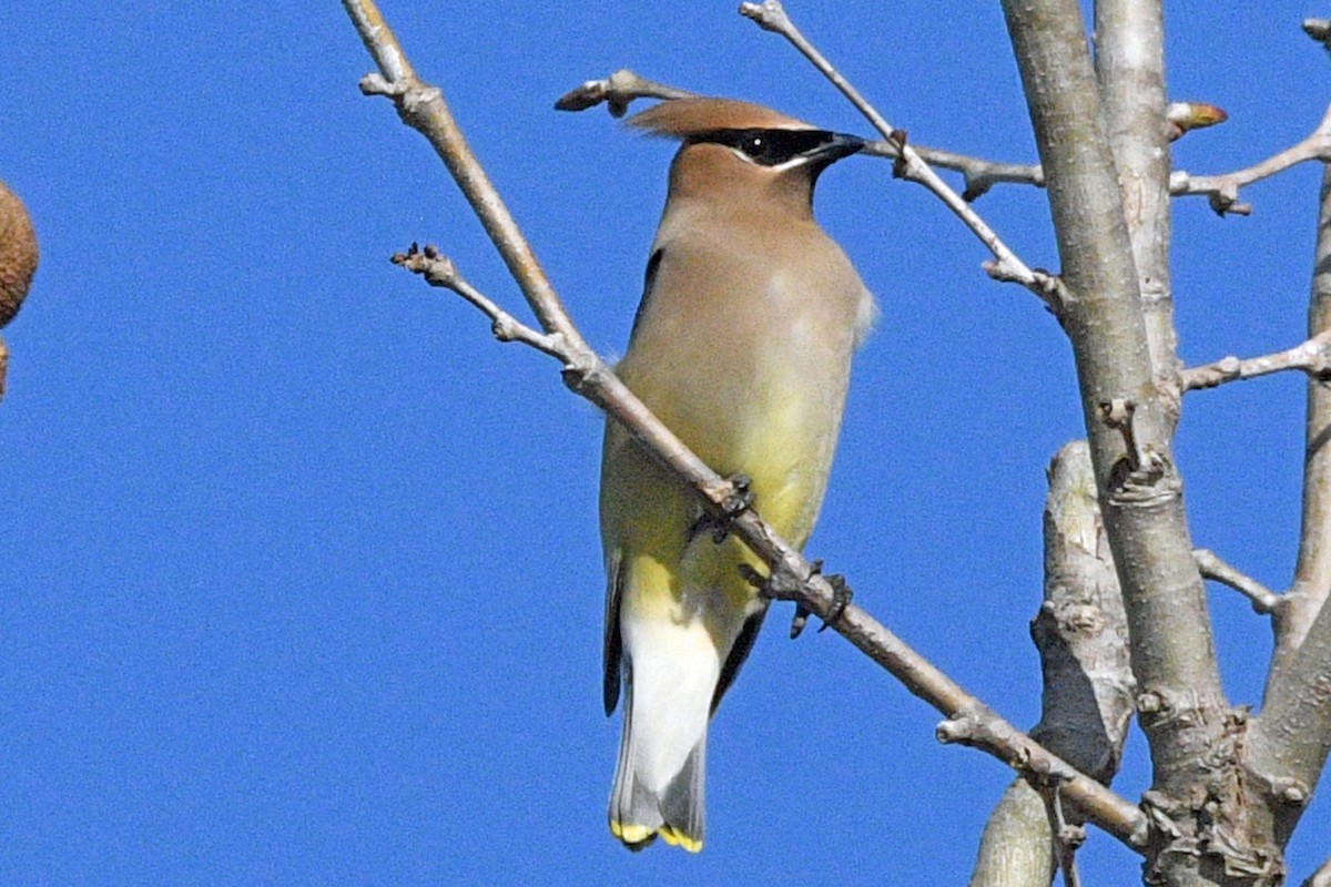 ヒメレンジャク - ML652350296