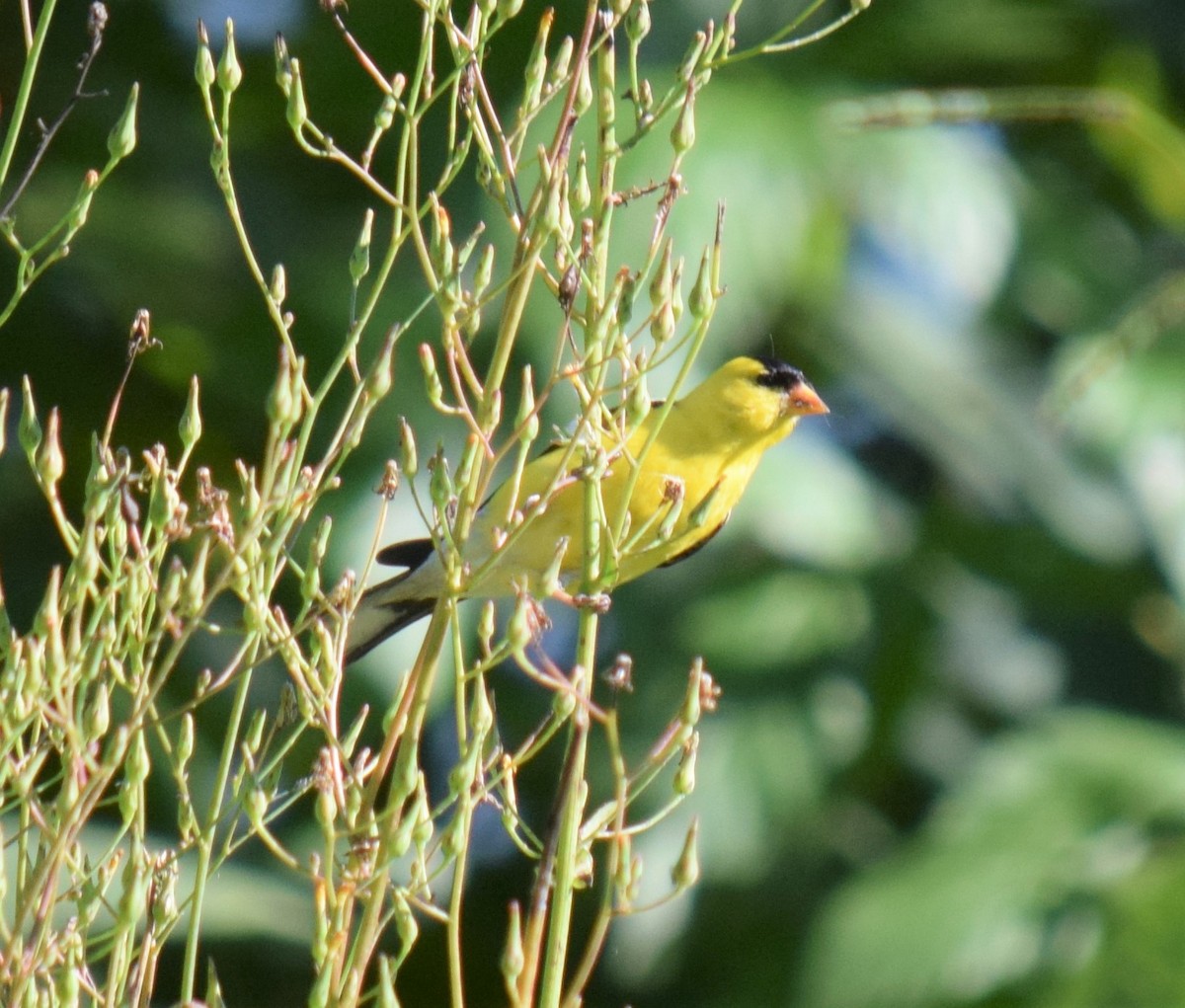 American Goldfinch - ML65235041