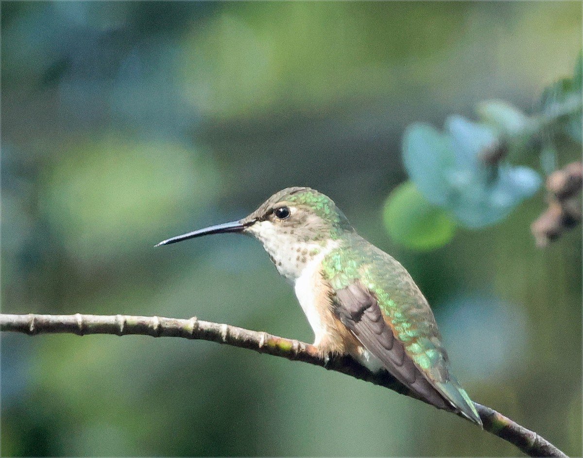 Rufous Hummingbird - ML652351211