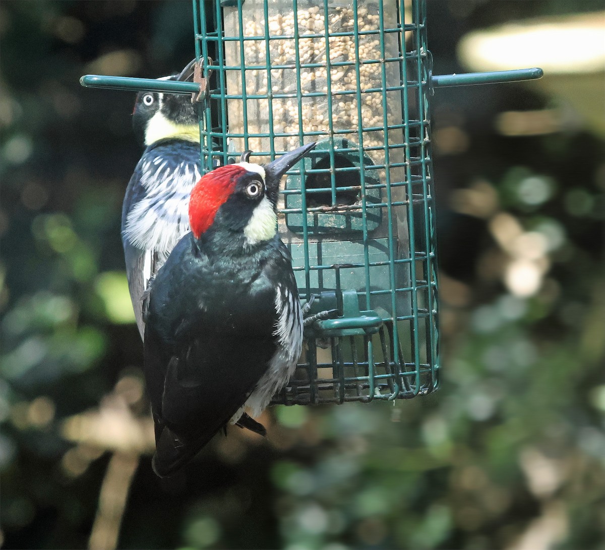 Acorn Woodpecker - ML652351233