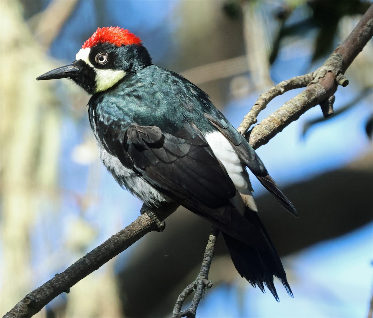 Acorn Woodpecker - ML652351241