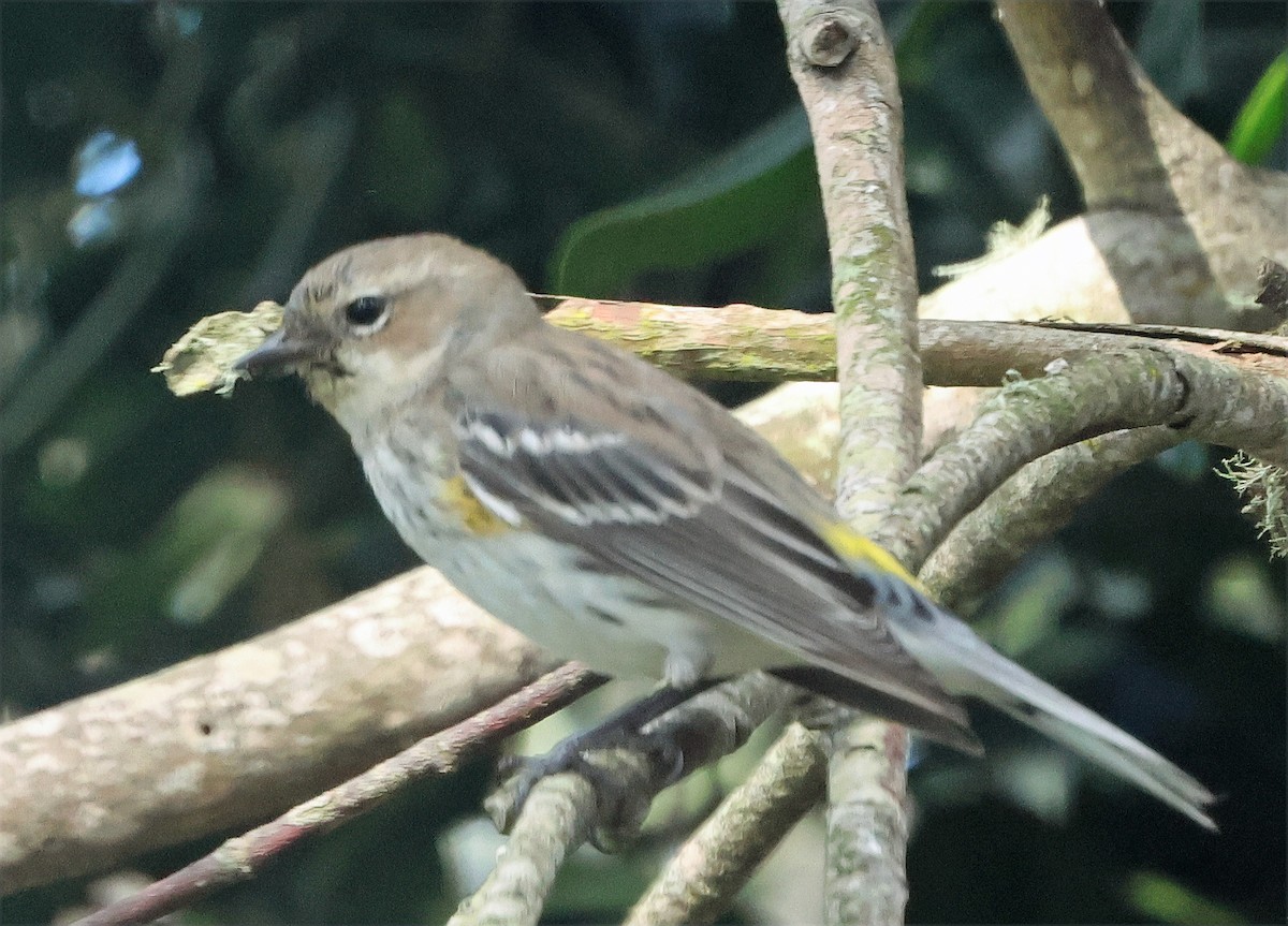 Yellow-rumped Warbler (Myrtle) - ML652351258