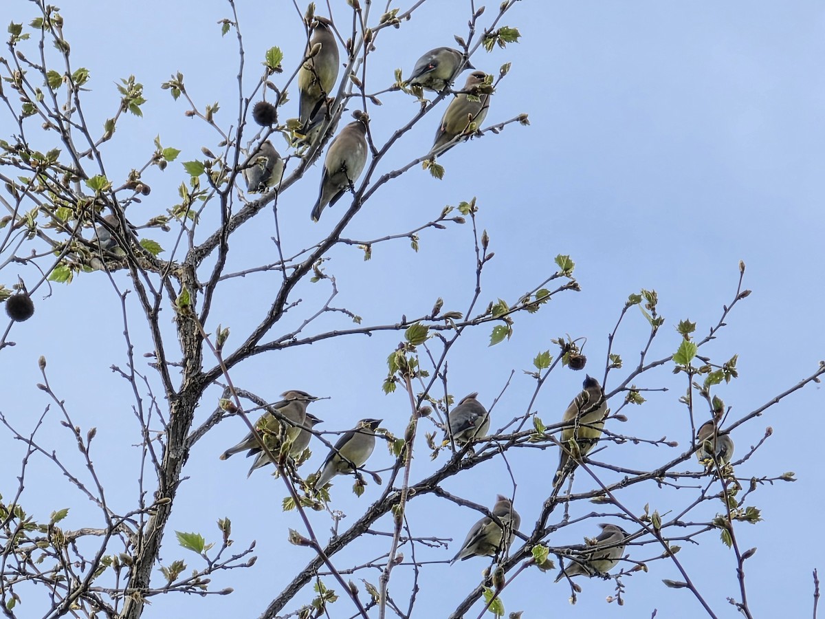 ヒメレンジャク - ML652351530