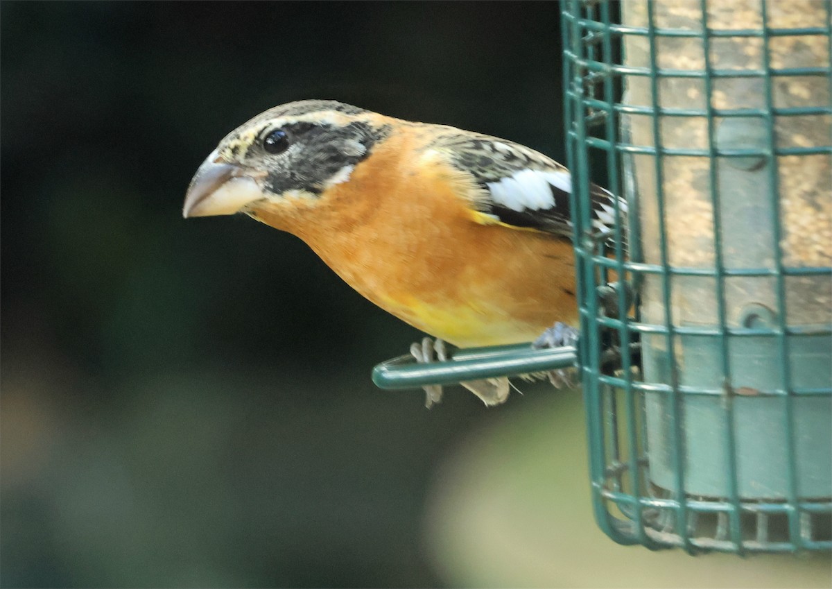 Black-headed Grosbeak - ML652351538