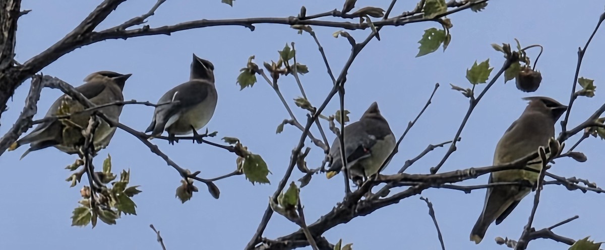 ヒメレンジャク - ML652351761