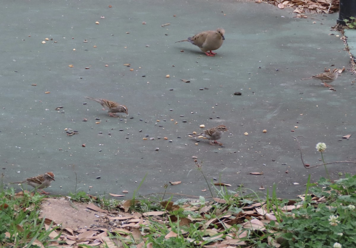 Chingolo Cejiblanco - ML652351809