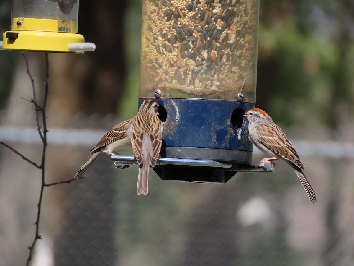 Chingolo Cejiblanco - ML652351810