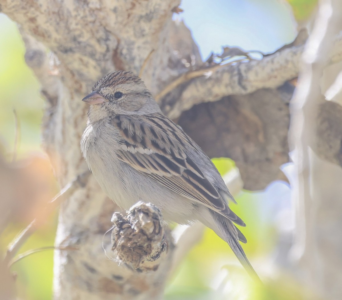 Chingolo Cejiblanco - ML652352036