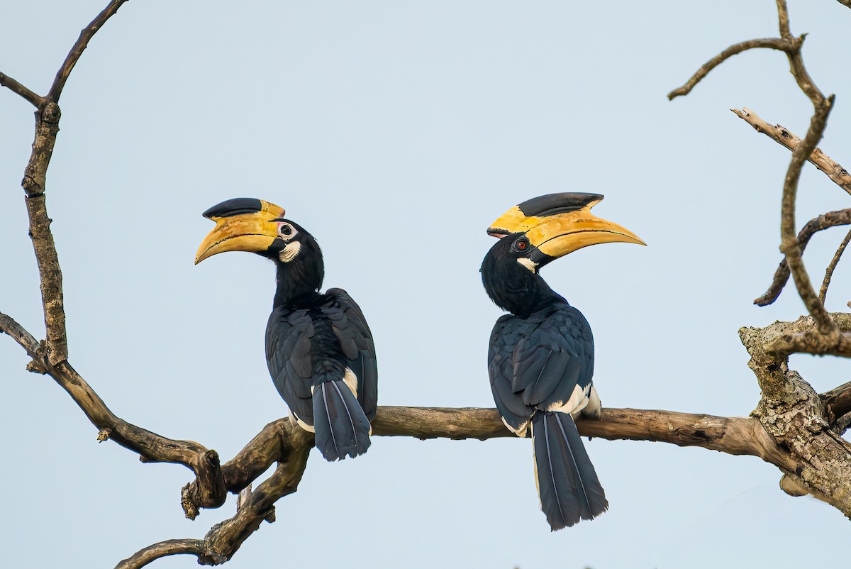 Птах-носоріг індійський - ML652352314