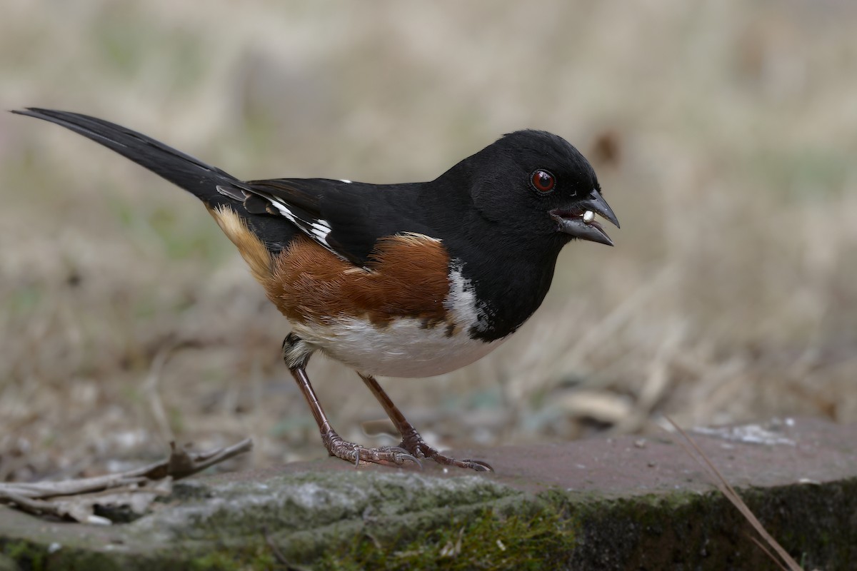 Красноглазый тохи - ML652352519