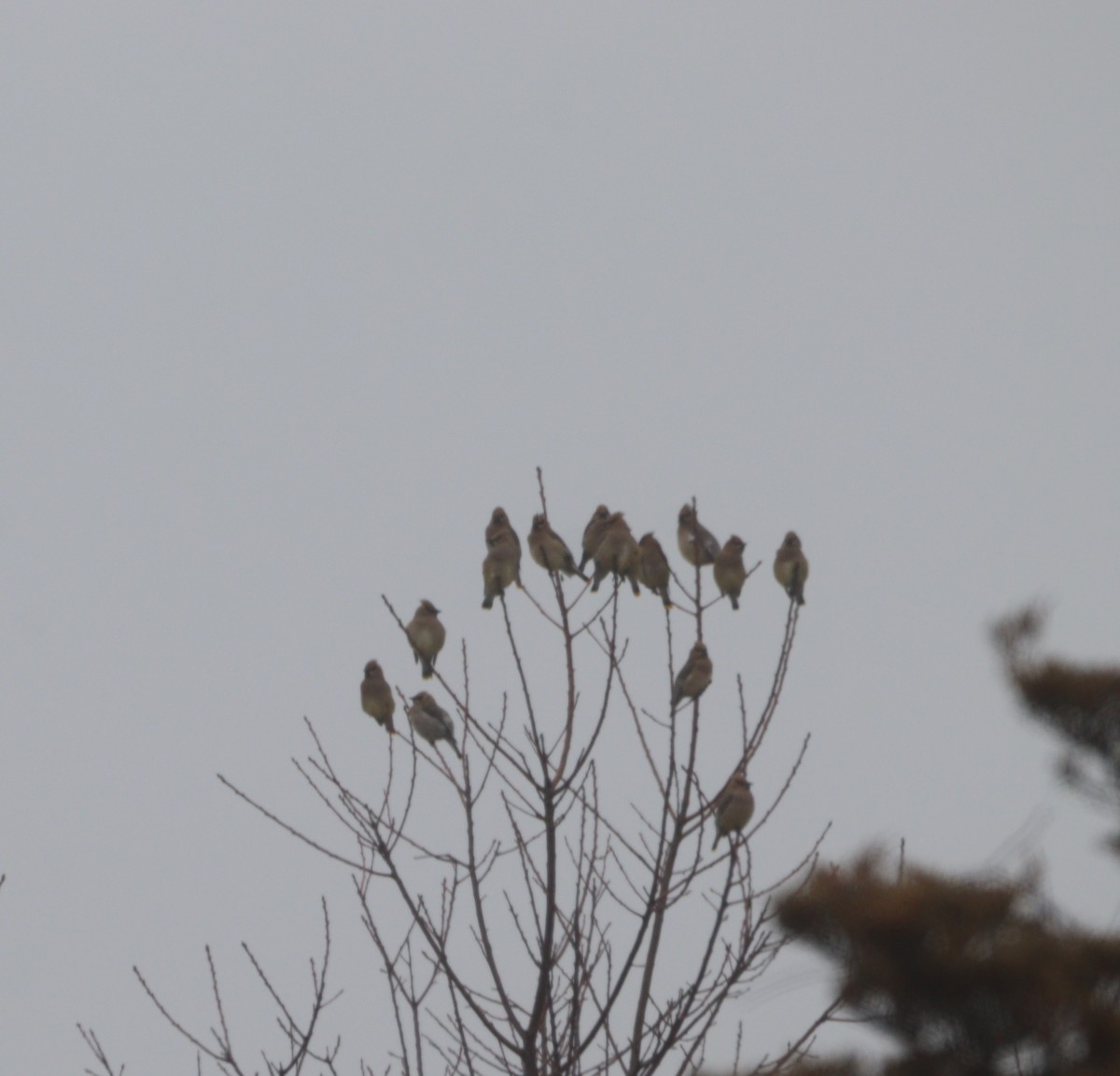 ヒメレンジャク - ML652352608