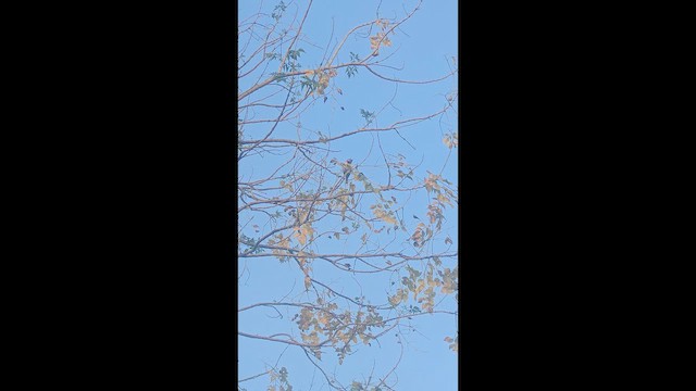 House Sparrow - ML652352692