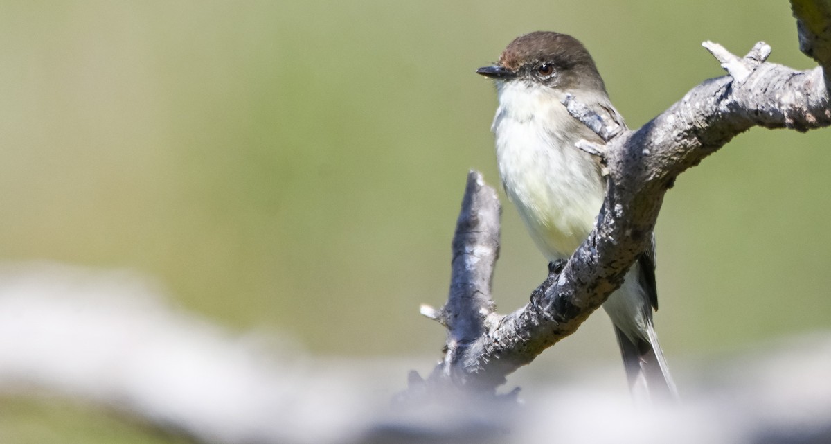 Светлобрюхий фиби - ML652352778