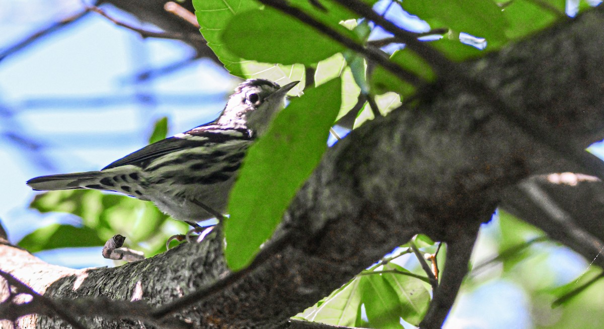 Пищуховая древесница - ML652352801