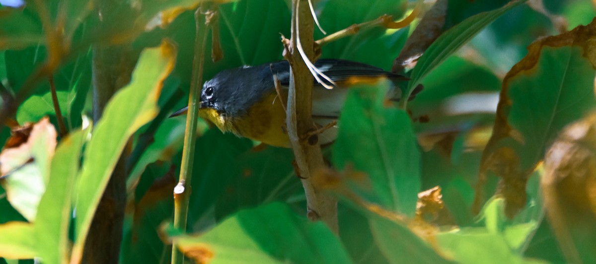 Очковая древесница - ML652352813