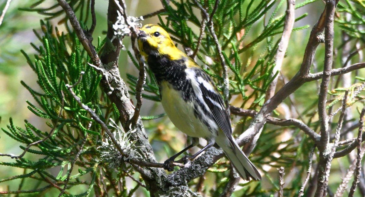 Зелёная древесница - ML652352856