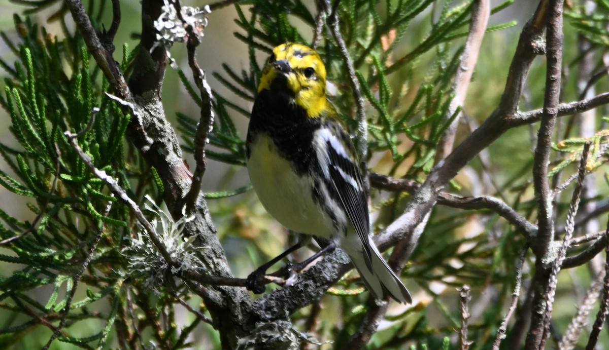 Зелёная древесница - ML652352857