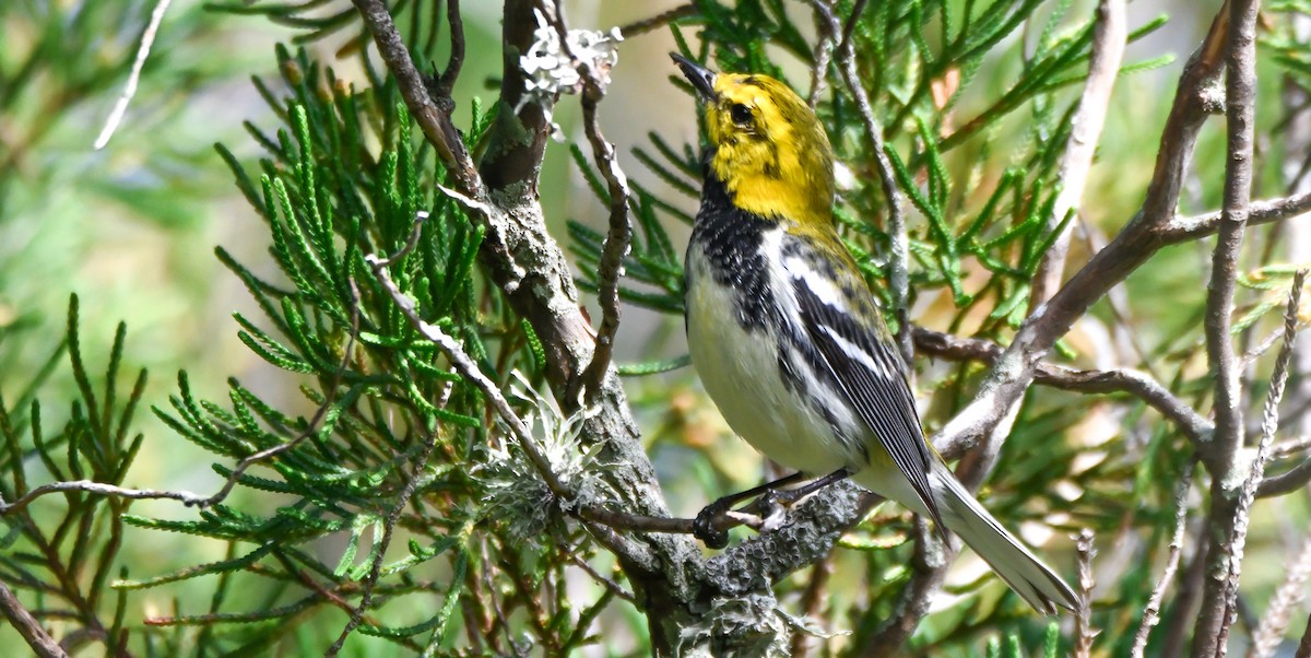 Зелёная древесница - ML652352858