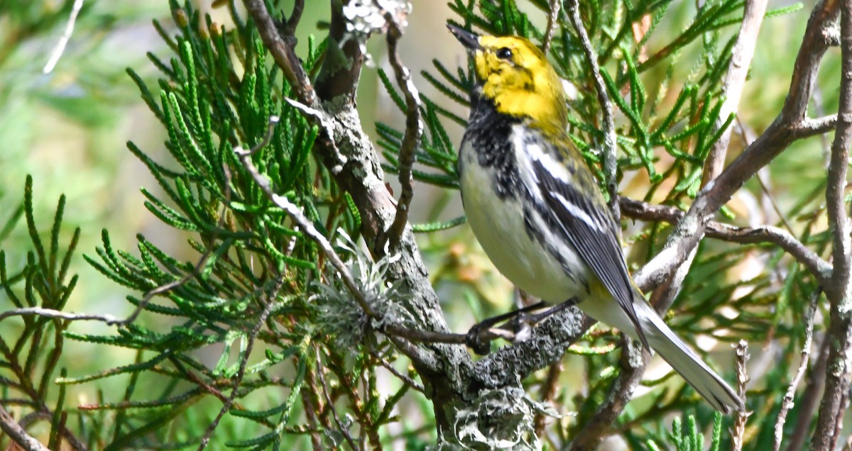 Зелёная древесница - ML652352859