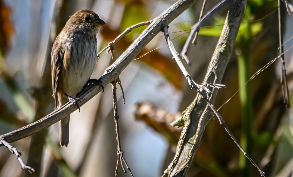 Индиговый колорин - ML652352868