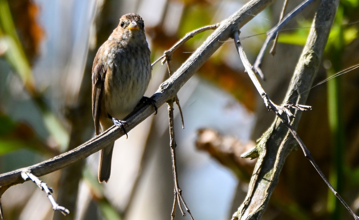 Индиговый колорин - ML652352869