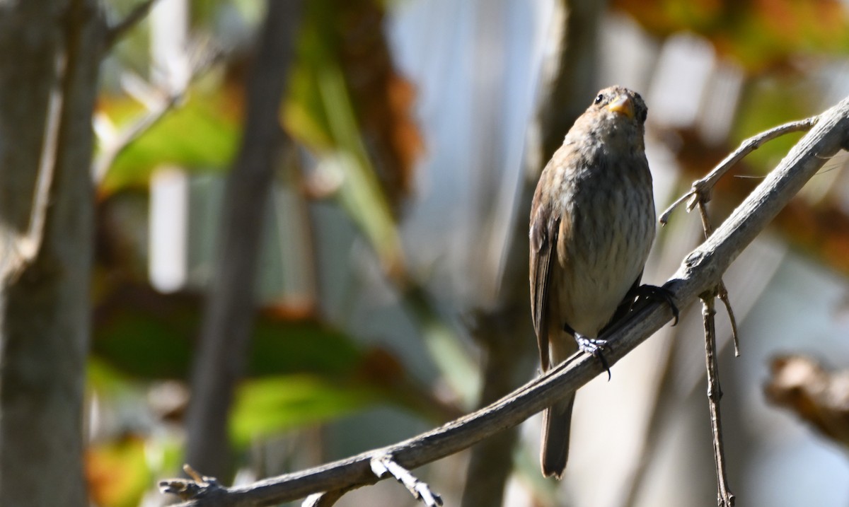 Индиговый колорин - ML652352870