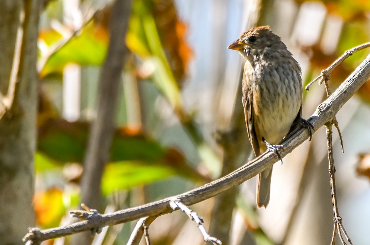 Индиговый колорин - ML652352871