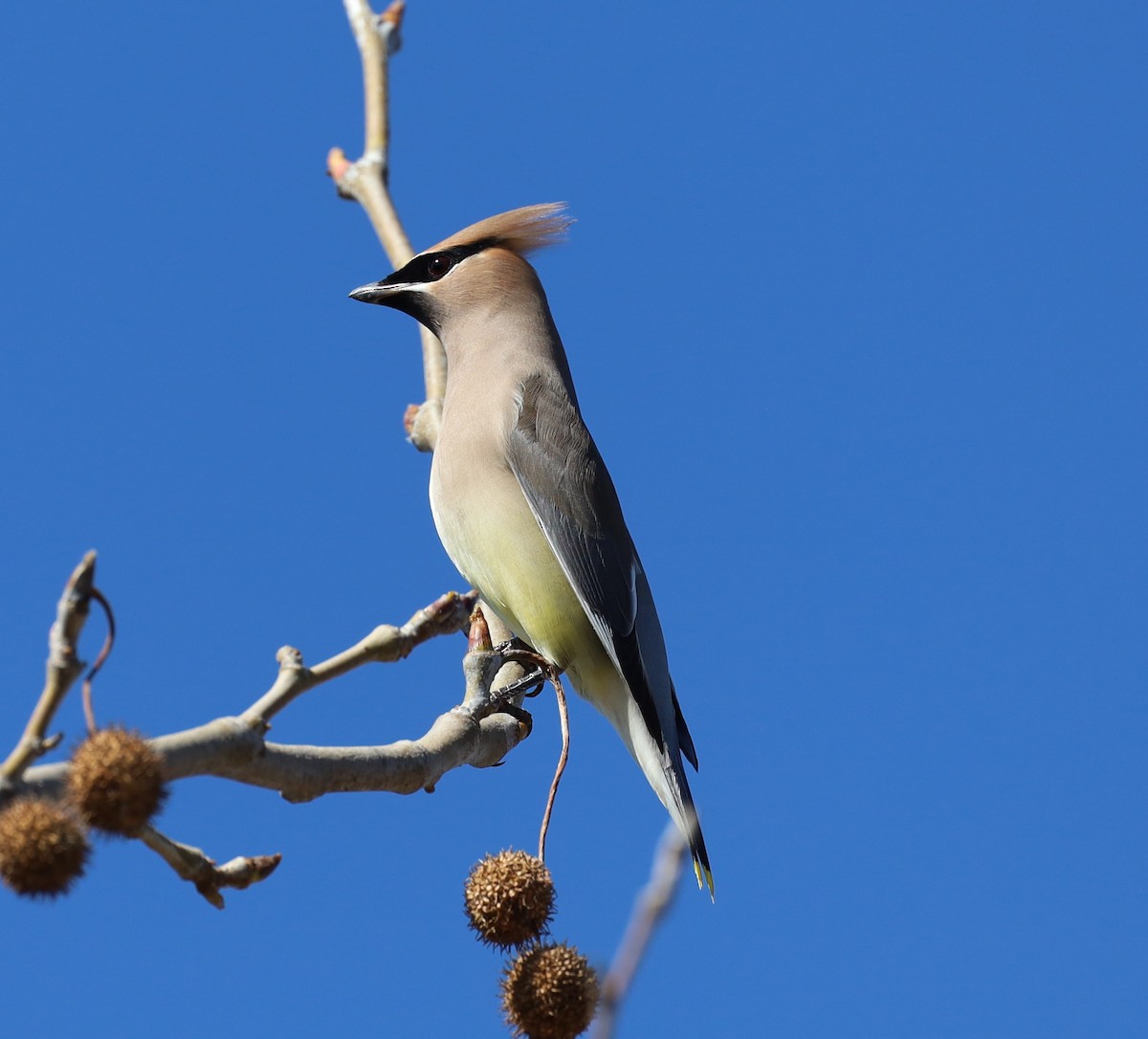 ヒメレンジャク - ML652353371