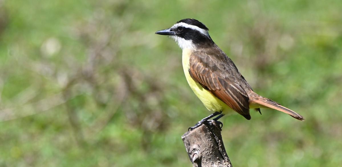 Большой бентеви, кискади - ML652353685