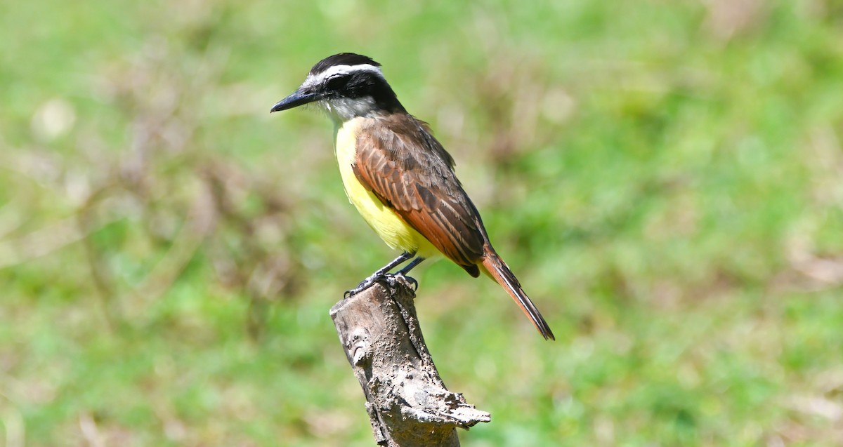 Большой бентеви, кискади - ML652353686