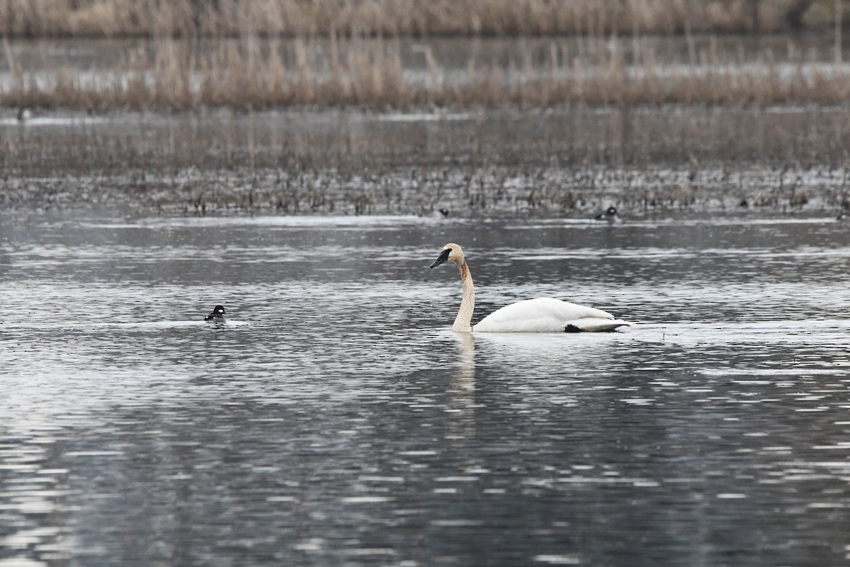 Trumpeter Swan - ML652353879