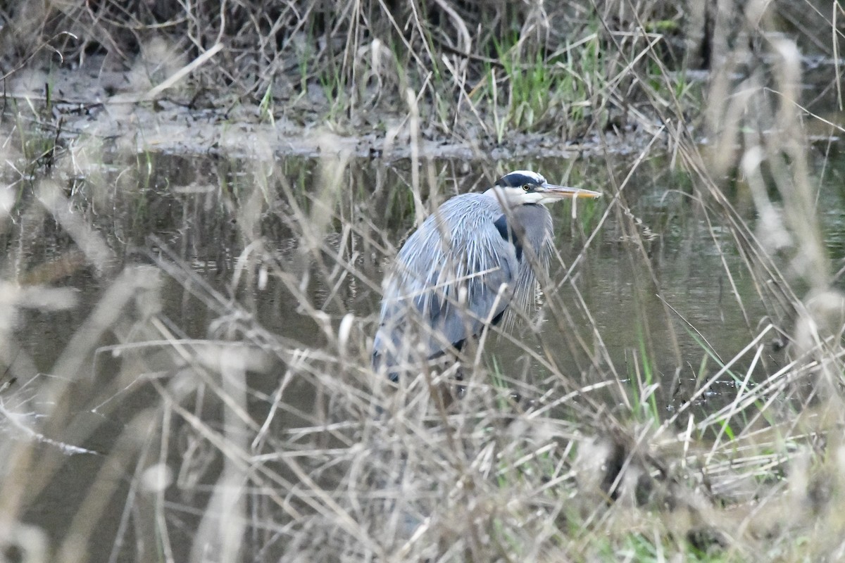 Great Blue Heron (Great Blue) - ML652353899
