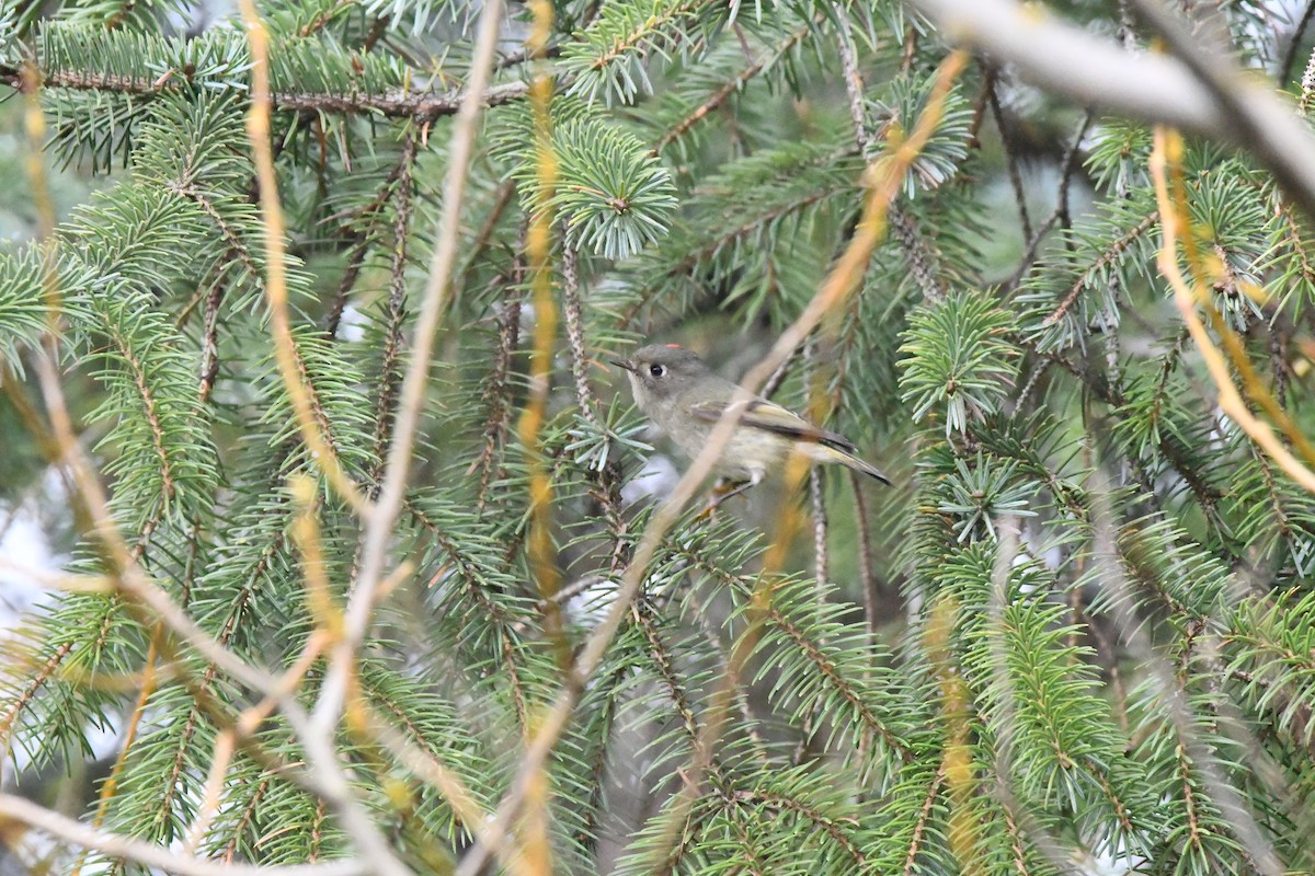 Ruby-crowned Kinglet - ML652353907