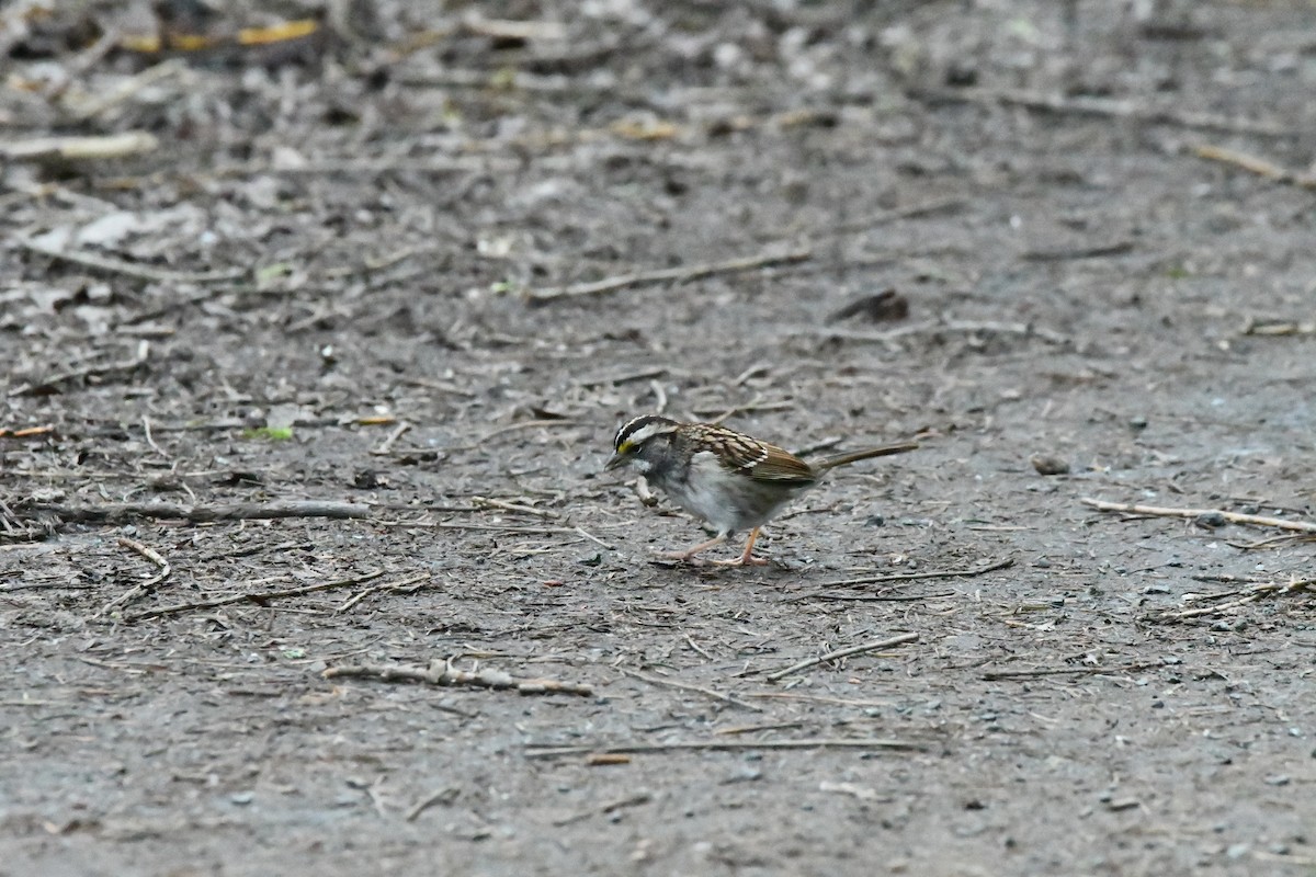 White-throated Sparrow - ML652353920