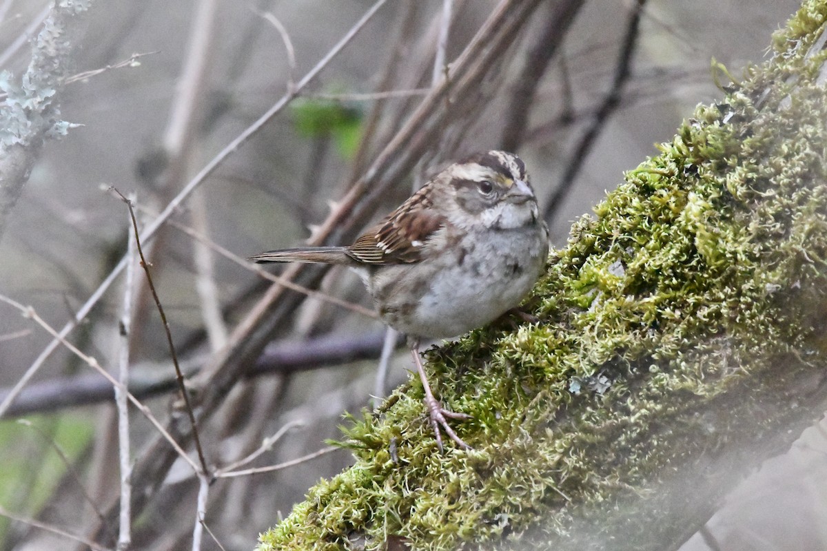 White-throated Sparrow - ML652353922
