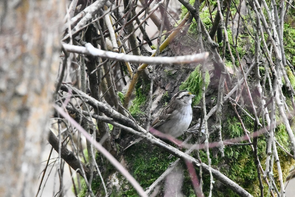 White-throated Sparrow - ML652353923