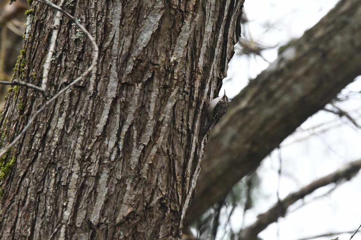 Brown Creeper - ML652353934
