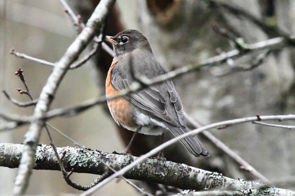 American Robin - ML652353938