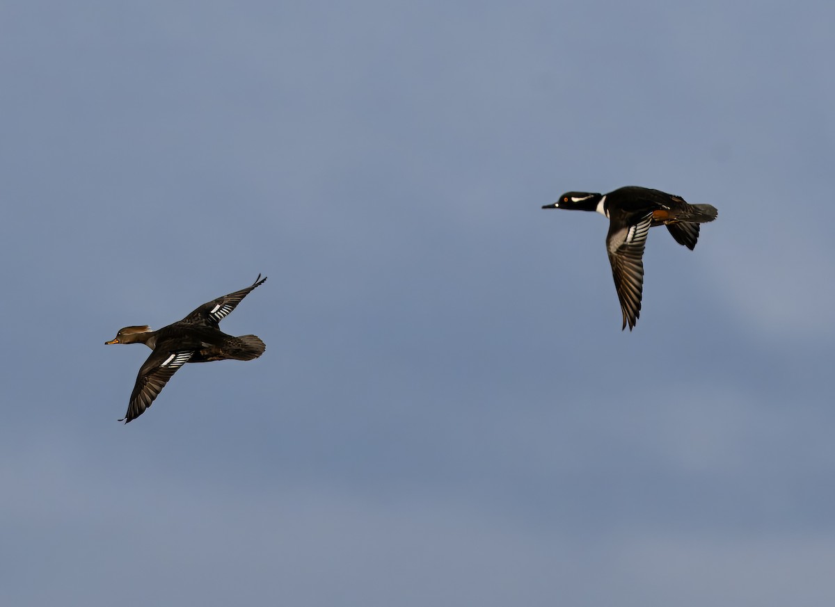 Hooded Merganser - ML652354012