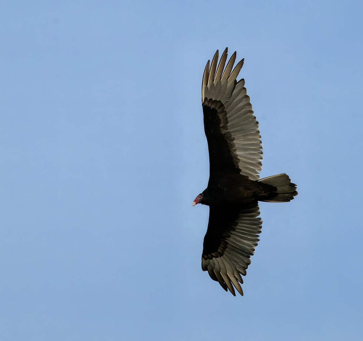 Turkey Vulture - ML652354028