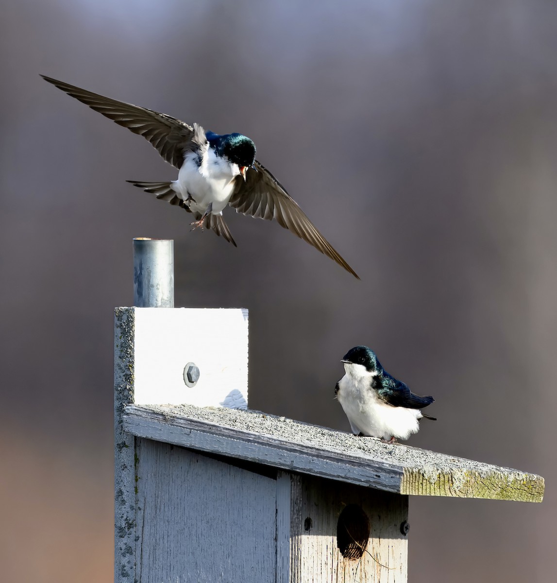 Tree Swallow - ML652354040