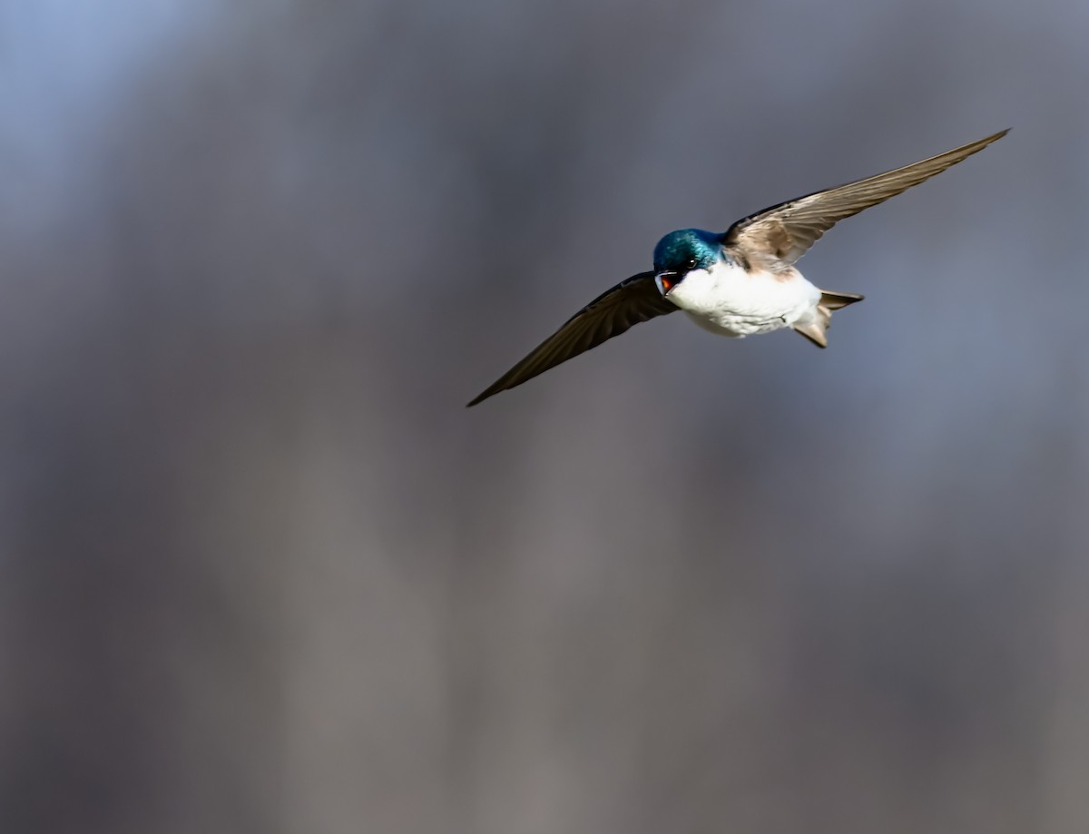 Tree Swallow - ML652354042