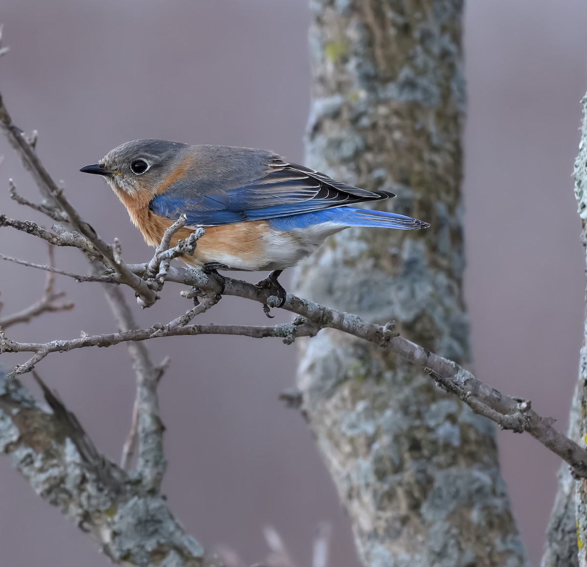 Eastern Bluebird - ML652354053
