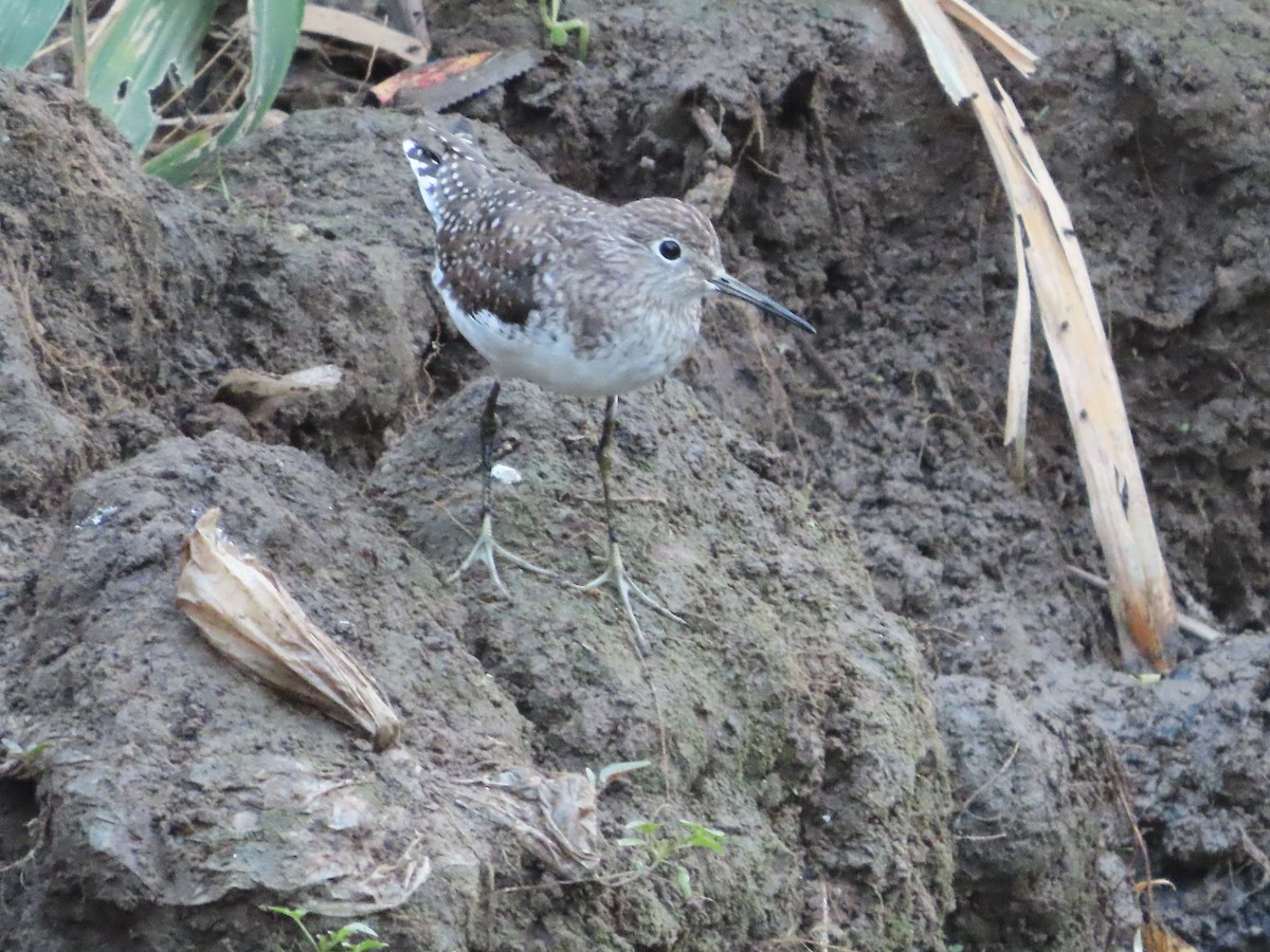 Solitary Sandpiper - ML652354103