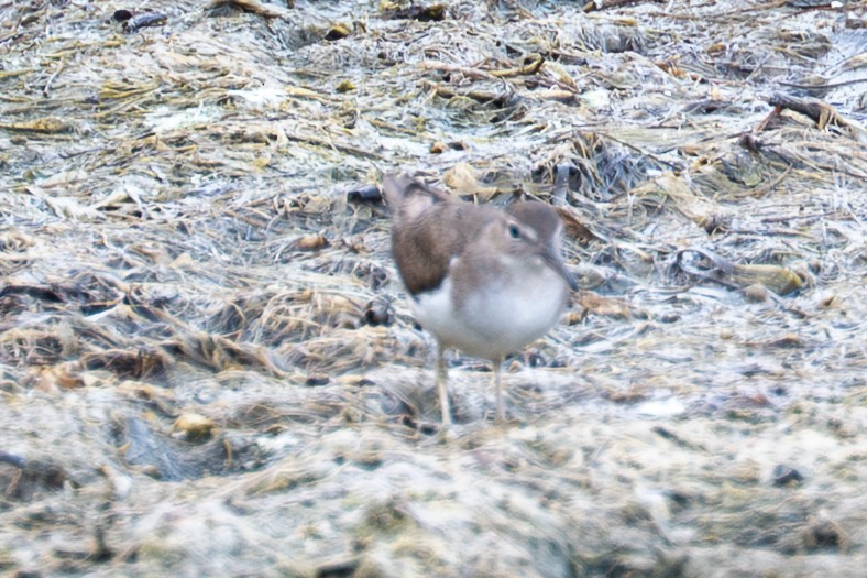 Solitary Sandpiper - ML652354109