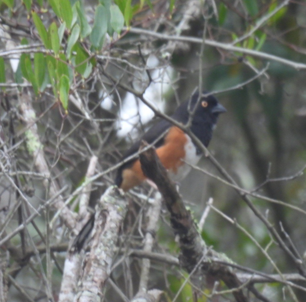 Красноглазый тохи - ML652354195