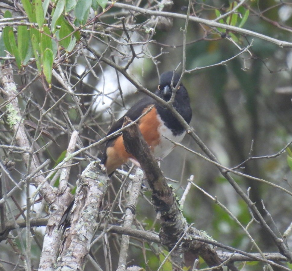 Красноглазый тохи - ML652354204