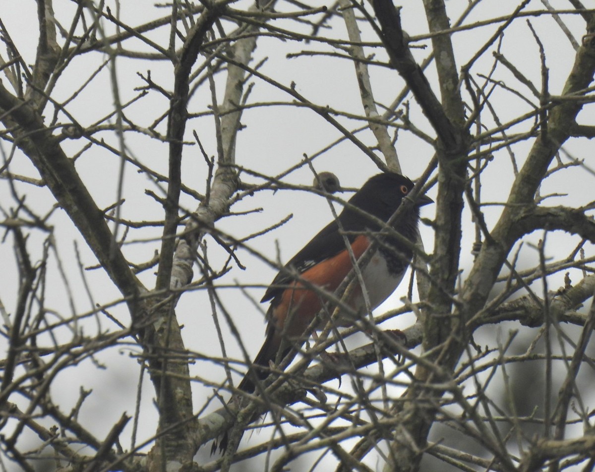 Красноглазый тохи - ML652354214