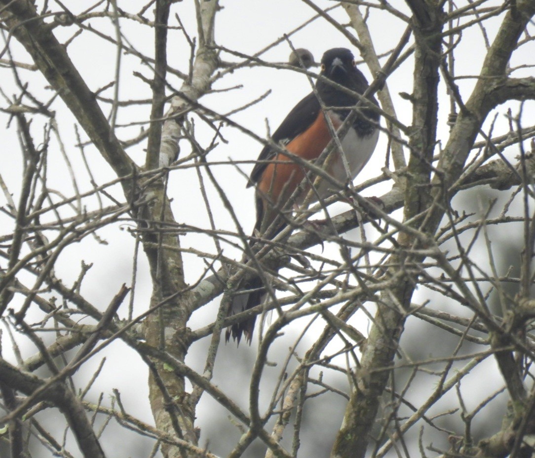 Красноглазый тохи - ML652354221