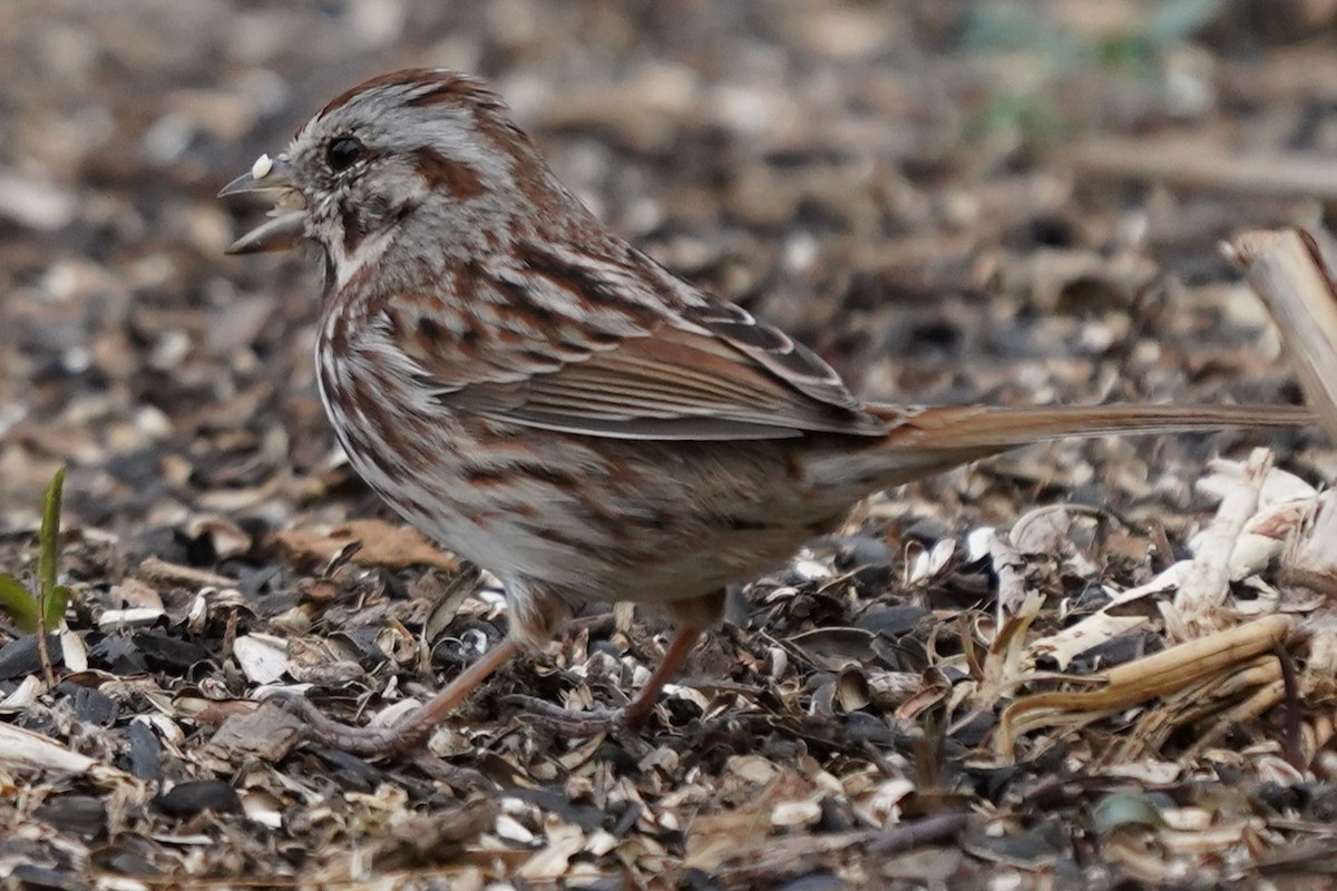 Song Sparrow - ML652354432